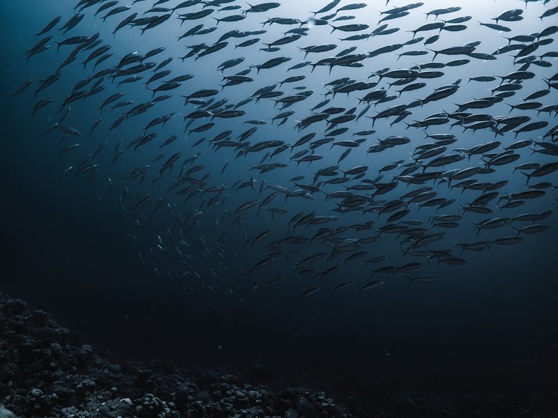 Representative image: underwater drone ocean