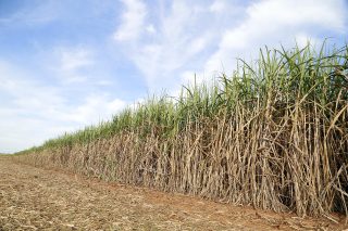 Kolhapur cane growers rally for Rs 4,500 a tonne first payment