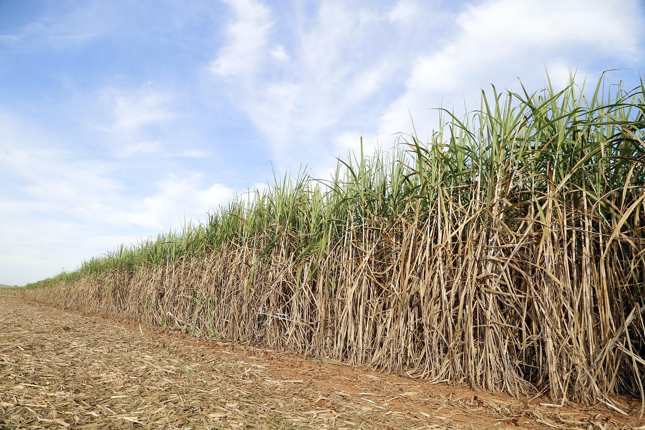 Representative image: sugarcane harvest field