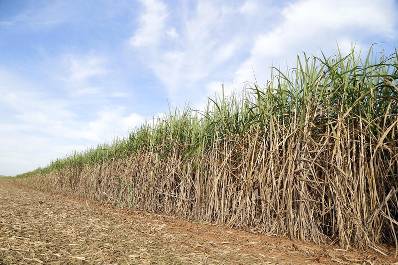 Kolhapur cane growers rally for Rs 4,500 a tonne first payment