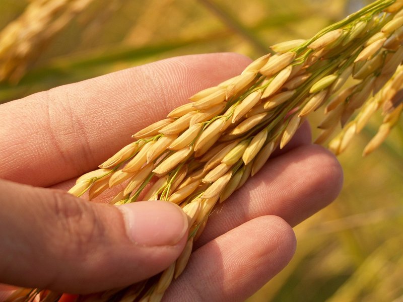 Loan waiver: Tamil Nadu farmers' groups seek Rs 1 lakh after Tiruchy arrests