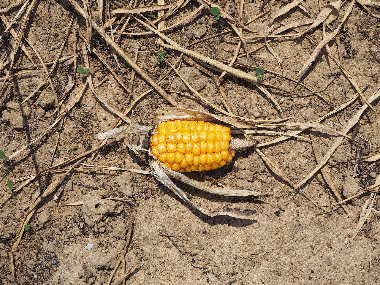 Representative image: dry cracked farmland