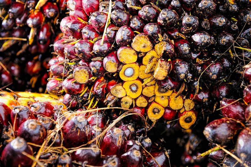 Malaysia weighs palm oil export tax waiver as stocks hit 3.5 million tonnes