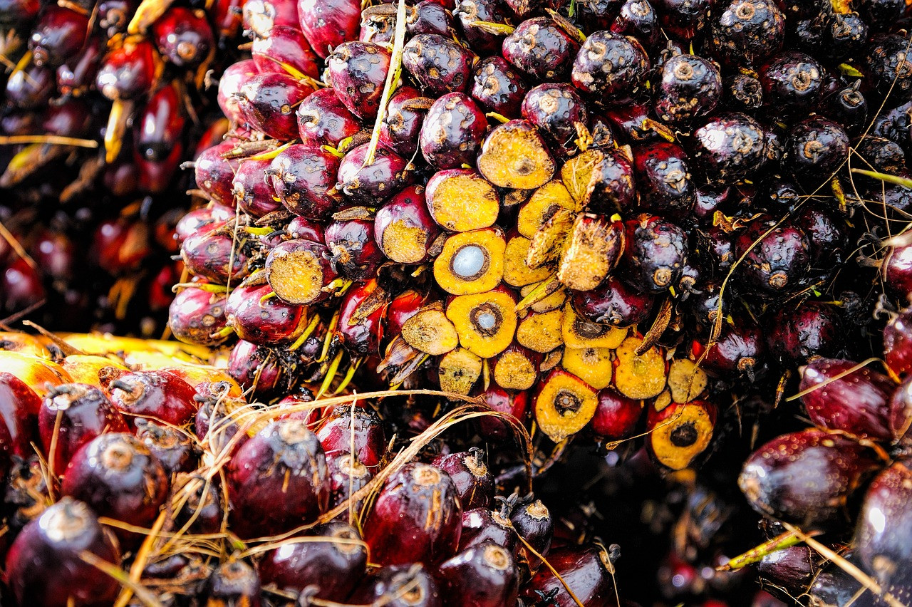 Representative image: oil palm plantation fruit bunches