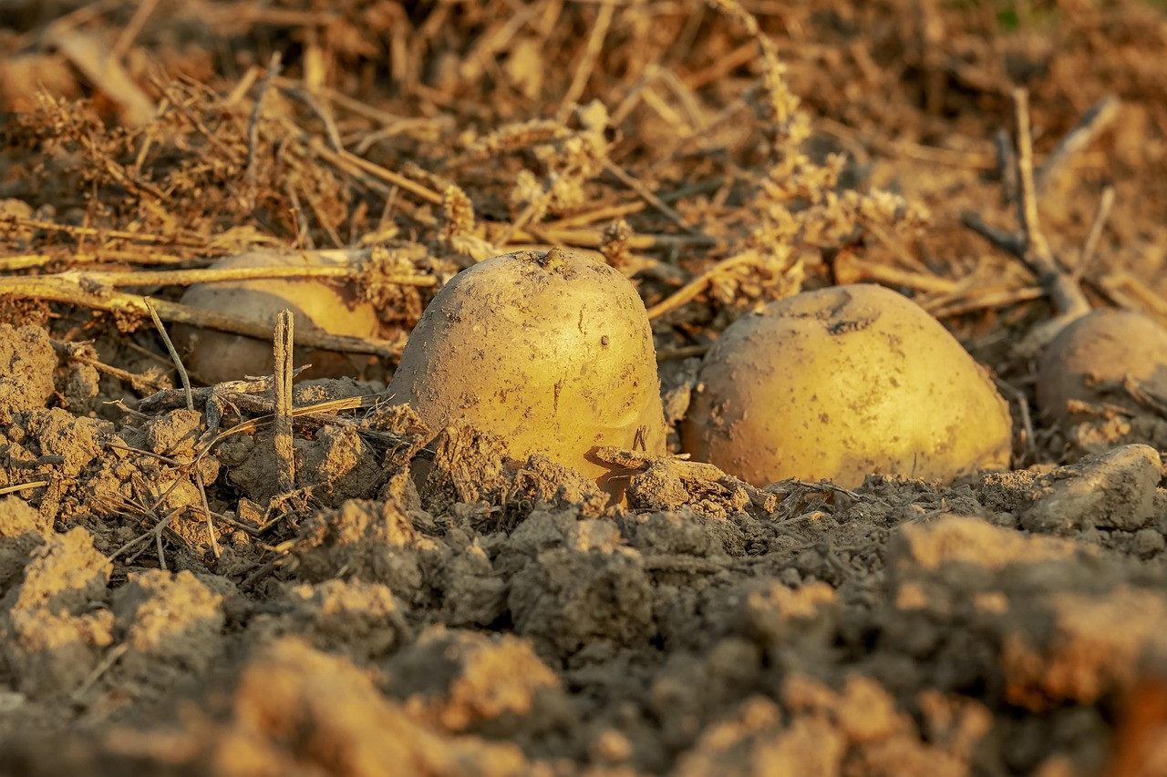 Representative image: potato harvest field