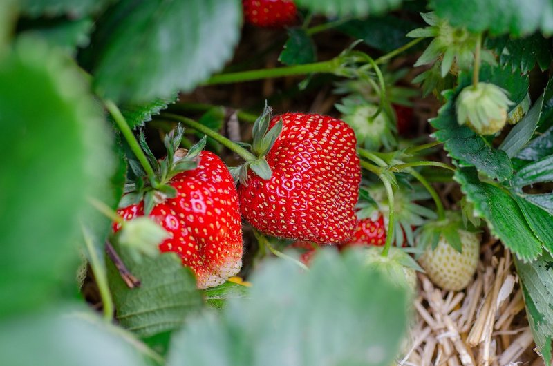 Mizoram strawberry farmer named among FAO's 100 Women Heroes