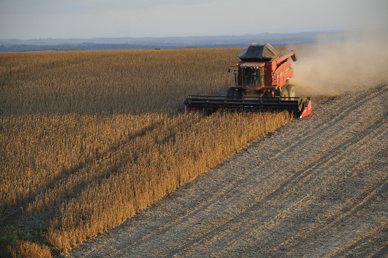 Representative image: soybean crop field