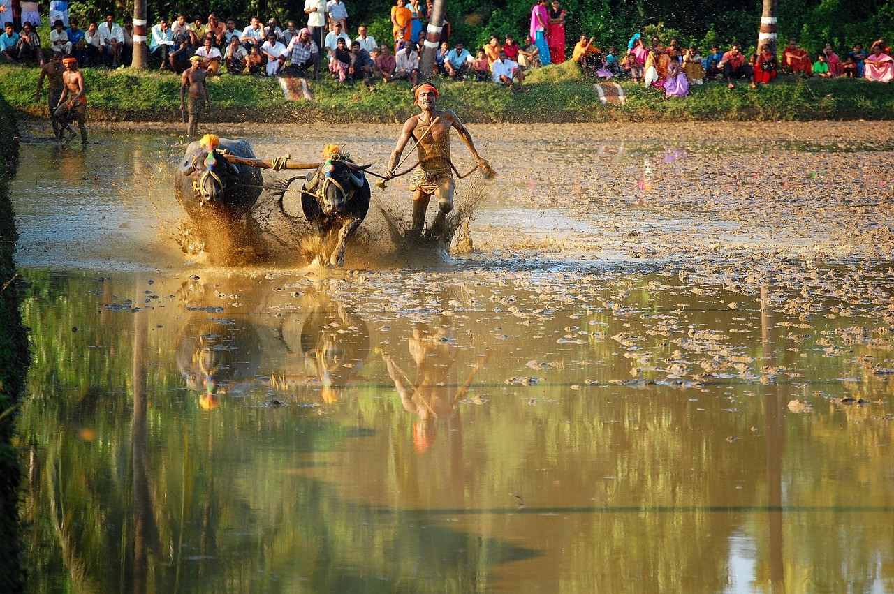 Representative image: water buffalo racing