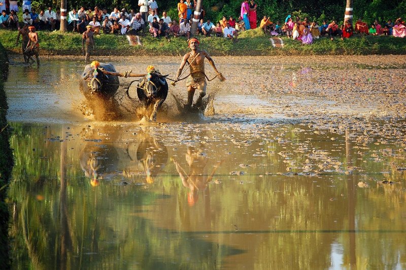 Representative image: water buffalo racing