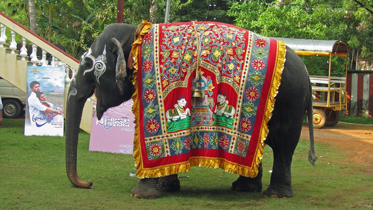 Representative image: caparisoned elephant india festival