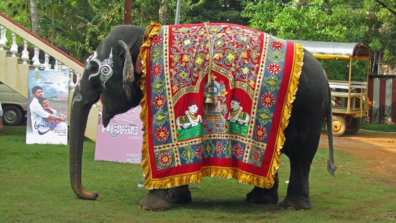 Mysuru Jamboo Savari today: Prashantha carries golden howdah after Abhimanyu