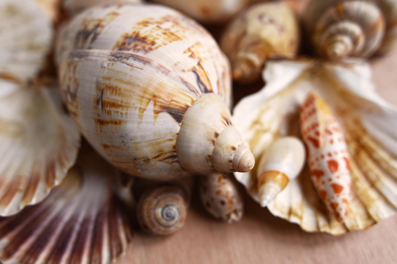 Representative image: conch shell