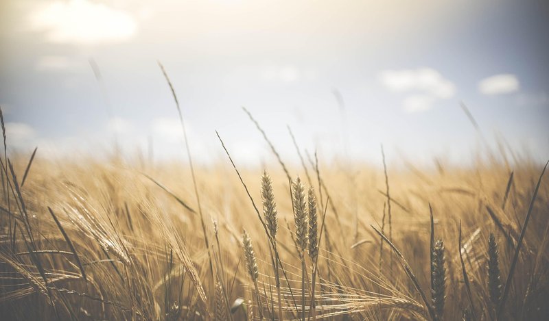 Oxfam: rural women's work doubled, but 59% of self-employed are unpaid