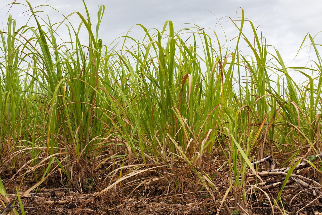 Representative image: sugarcane field harvest