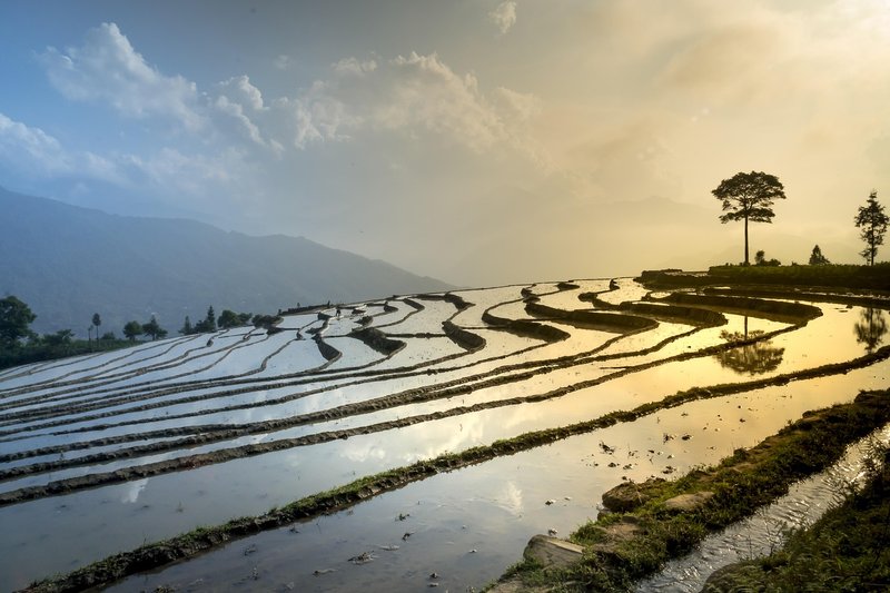 Representative image: rice paddy field water
