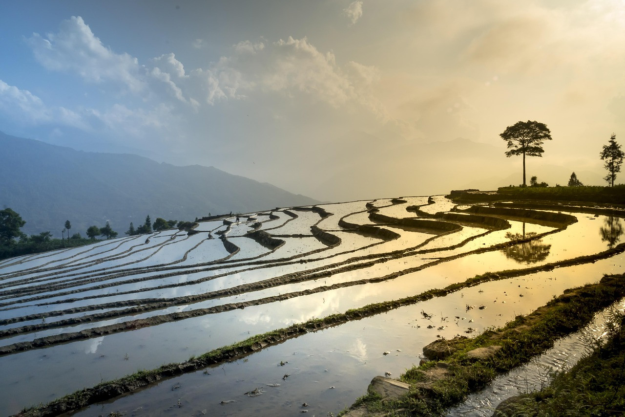 Representative image: rice paddy field water