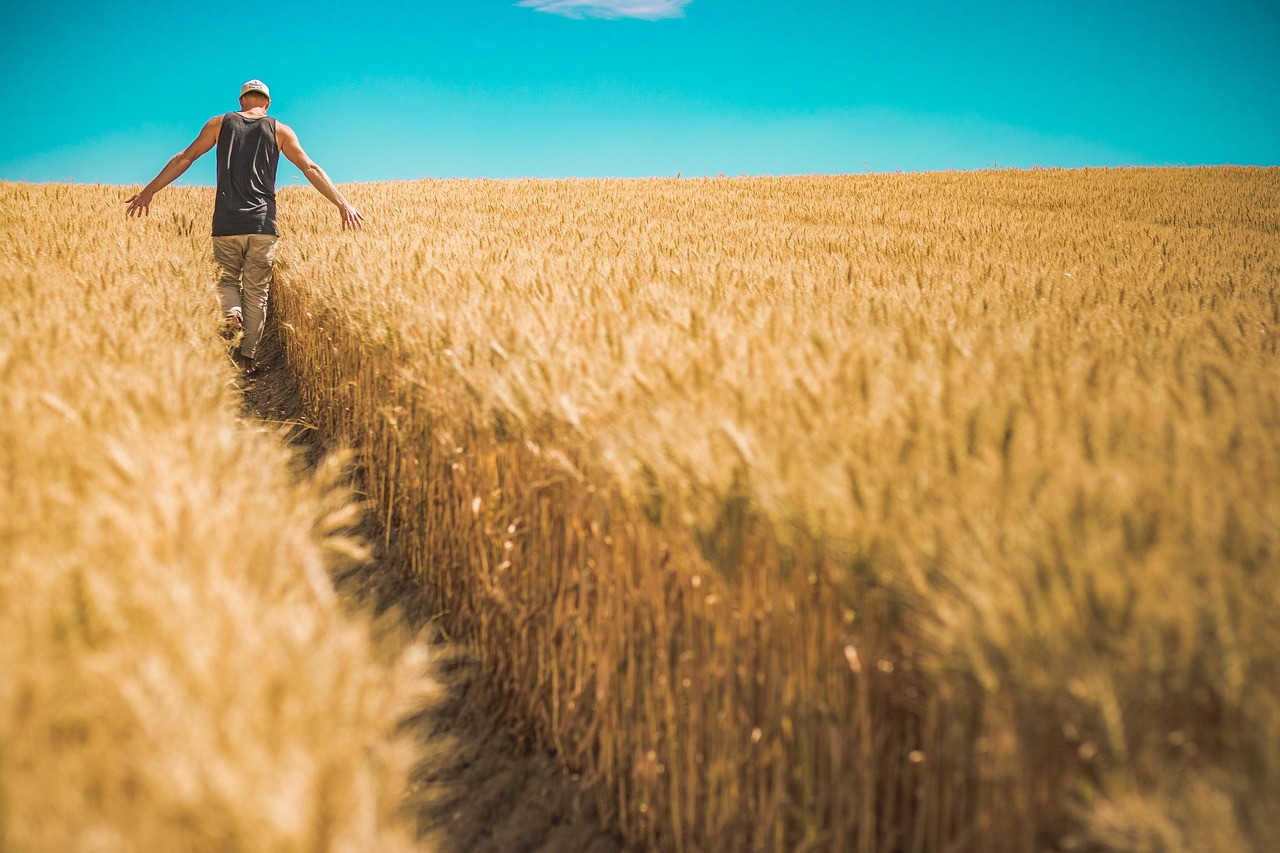 Representative image: farmer in a wheat field