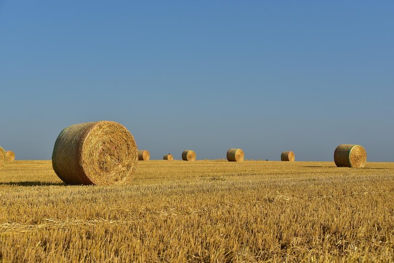 Punjab stubble fires hit 510 as Centre pushes paddy straw sales
