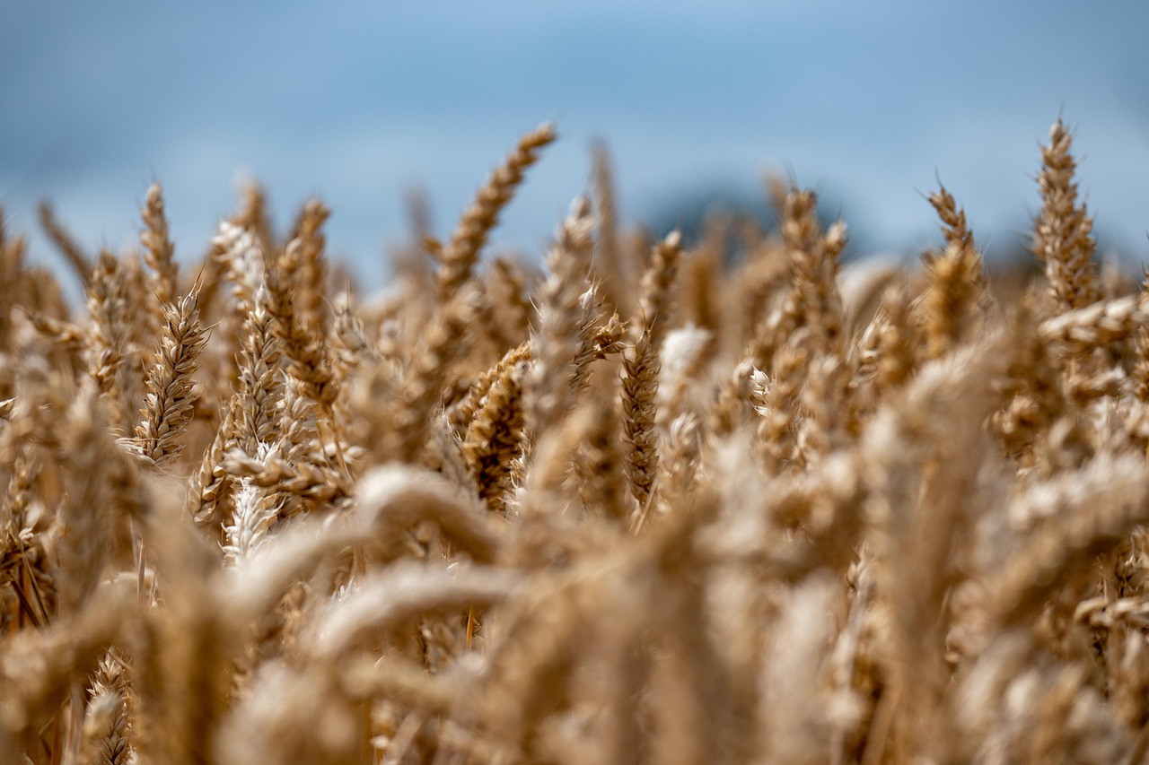 Representative image: wheat field harvest