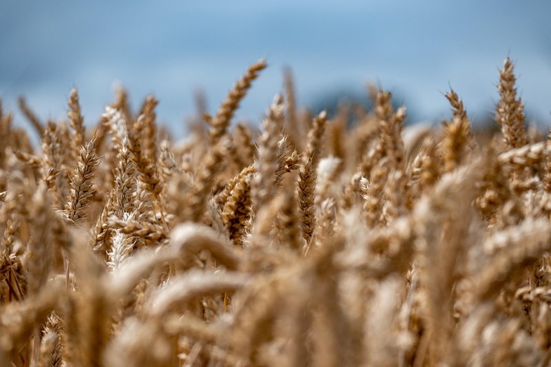 Rabi crop MSP payments reach Rs 8.36 lakh crore in 12 years: Centre