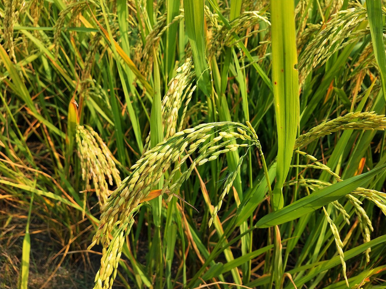 Representative image: wet paddy grain heap