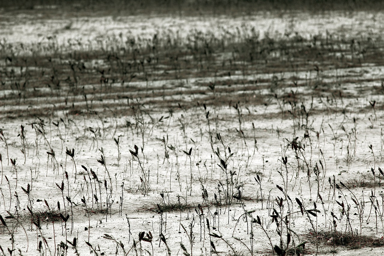 Representative image: dry cracked farmland