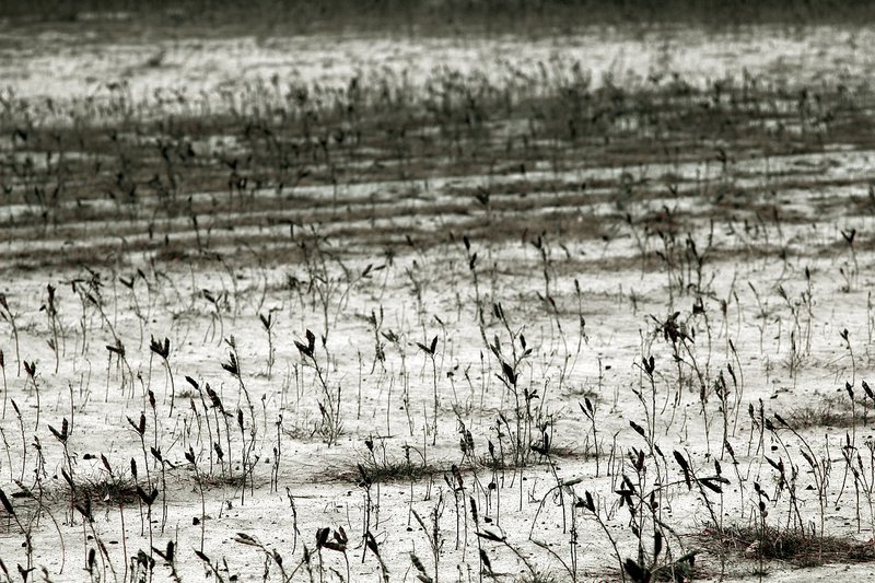 Representative image: dry cracked farmland