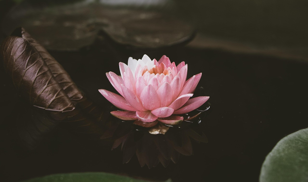 Representative image: lotus pond