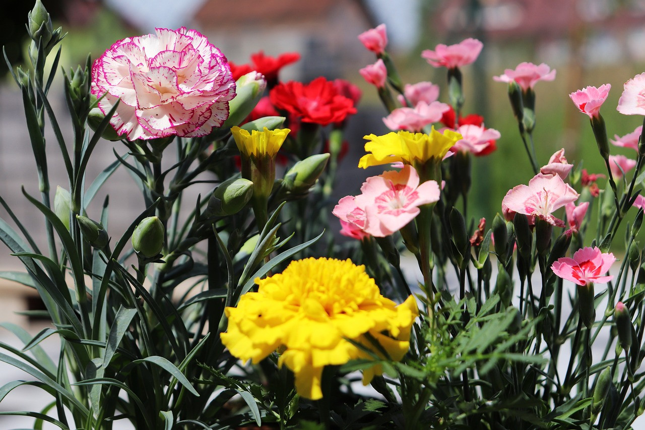 Representative image: colorful flowers marigold arrangement