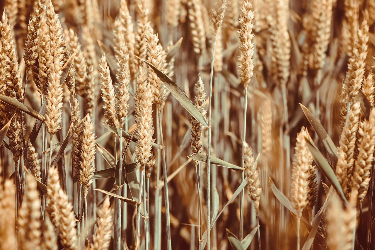 Representative image: indian farmer wheat field