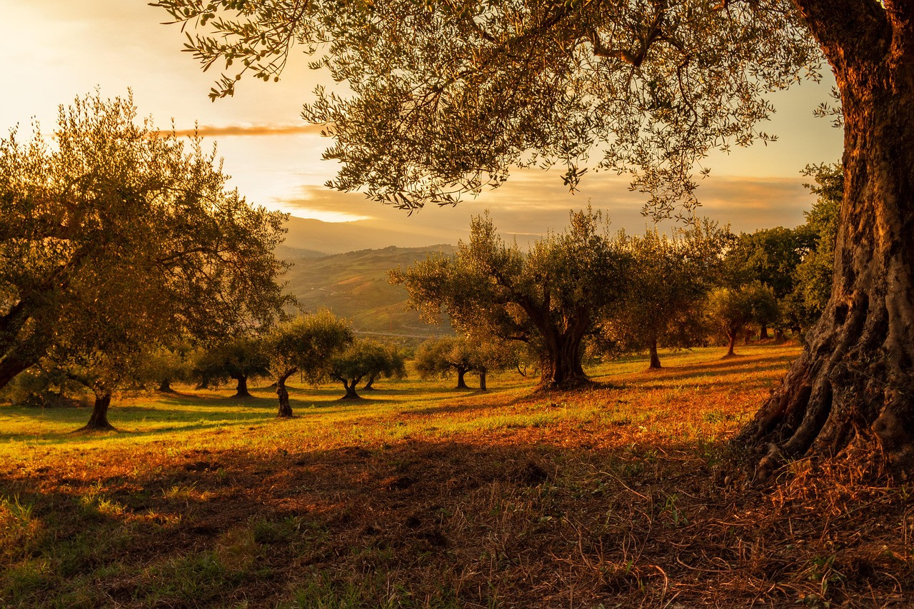 Representative image: olive grove trees