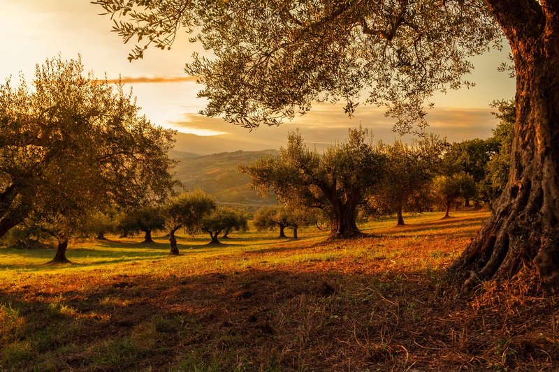 Representative image: olive grove trees