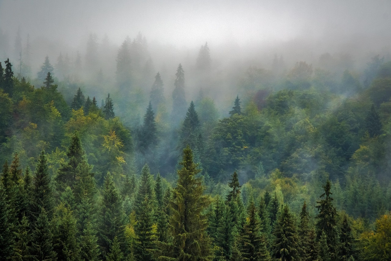 Representative image: pine forest hills mist