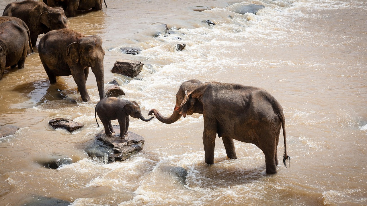 Representative image: decorated elephant festival procession