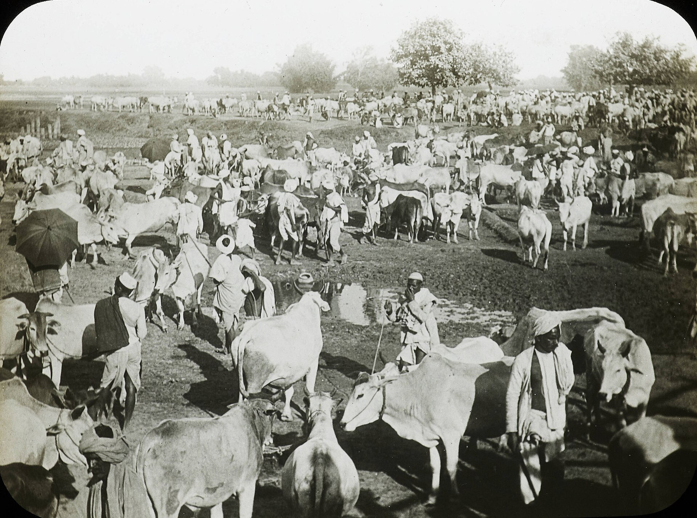 File photo: Sonepur Cattle Fair