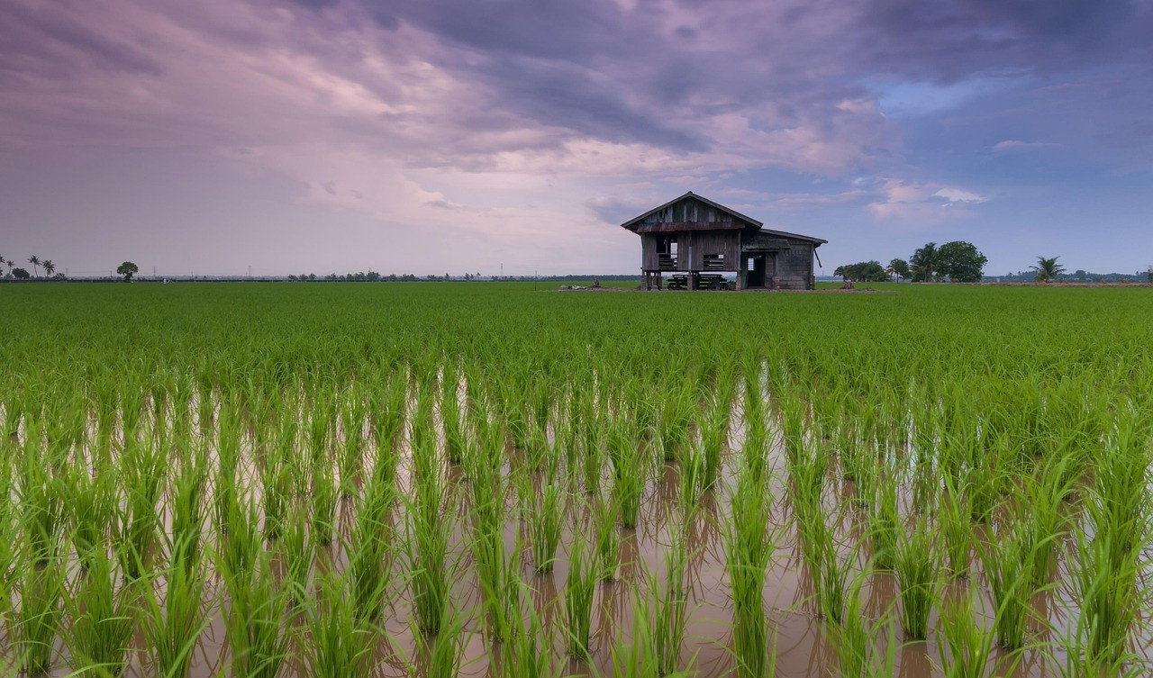 Representative image: green paddy rice field