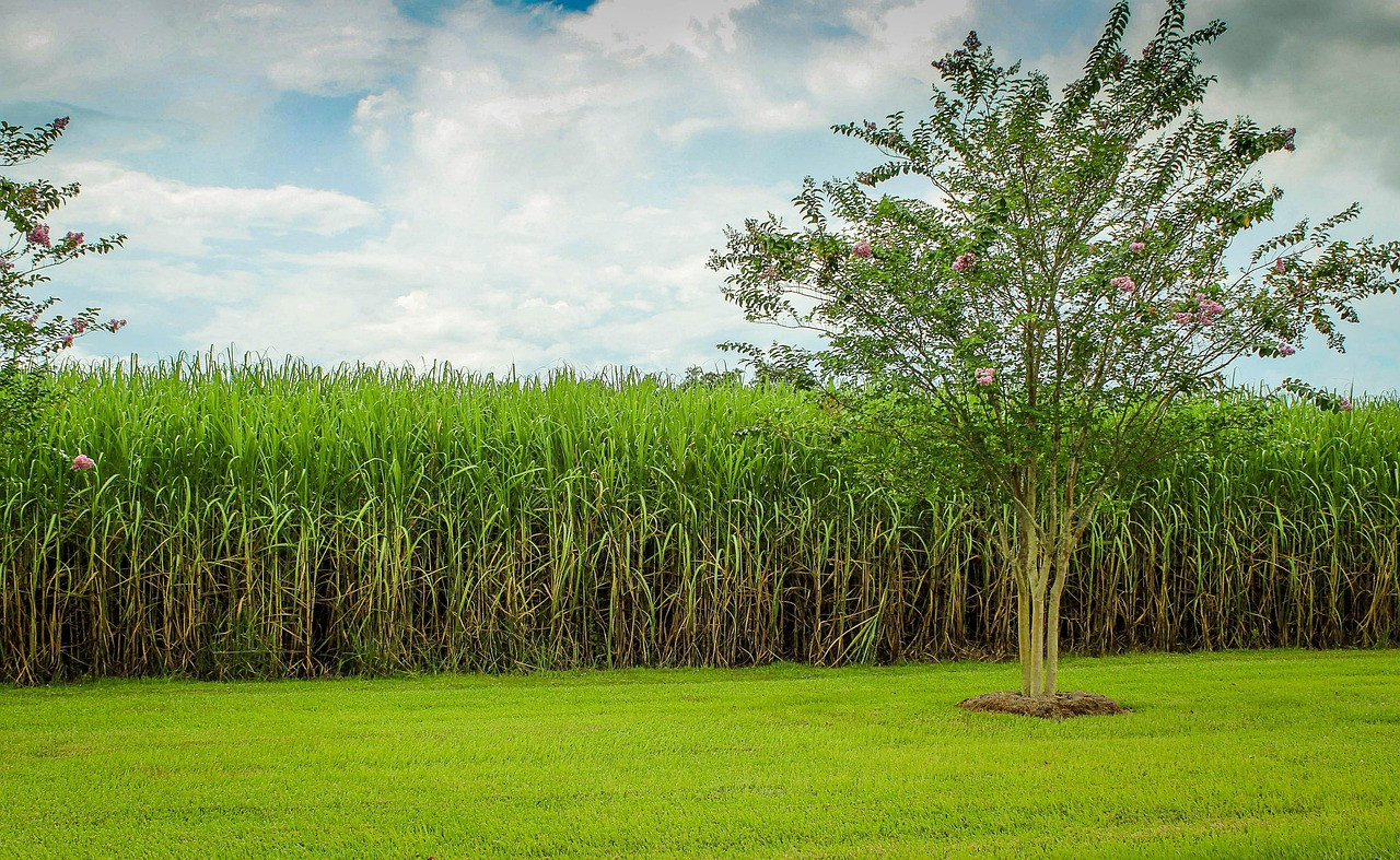 Representative image: sugarcane field