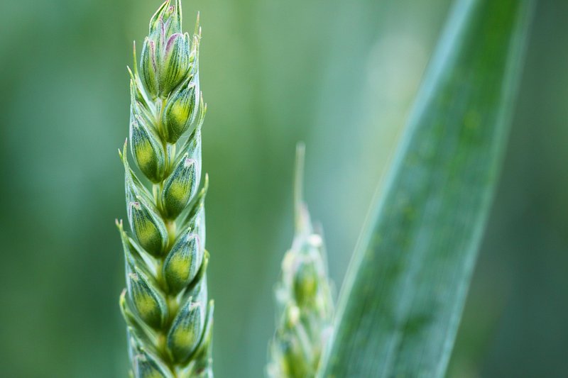 Swedish start-up OlsAro raises €5 million to breed salt-tolerant wheat with AI