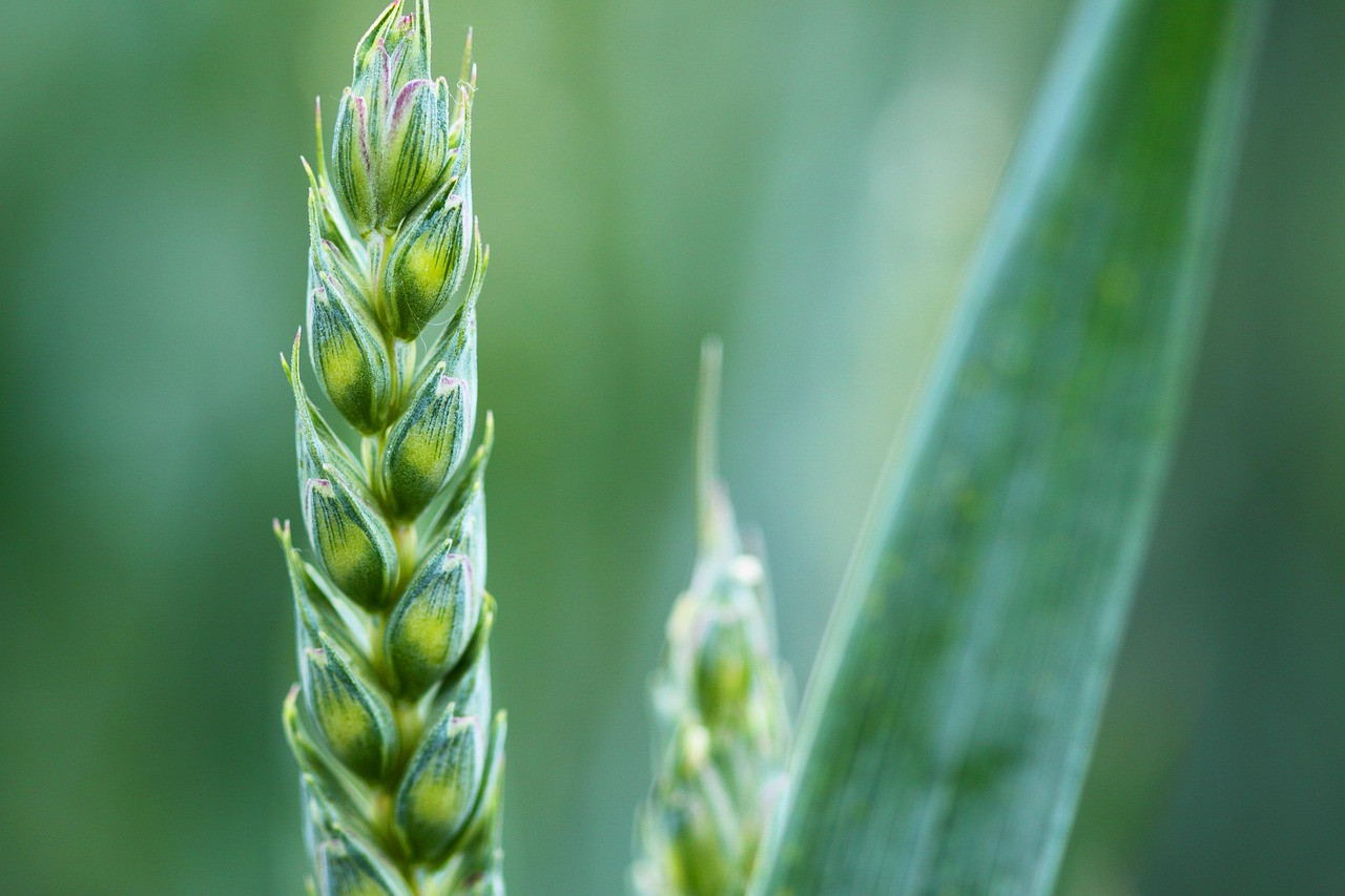 Representative image: wheat field close up