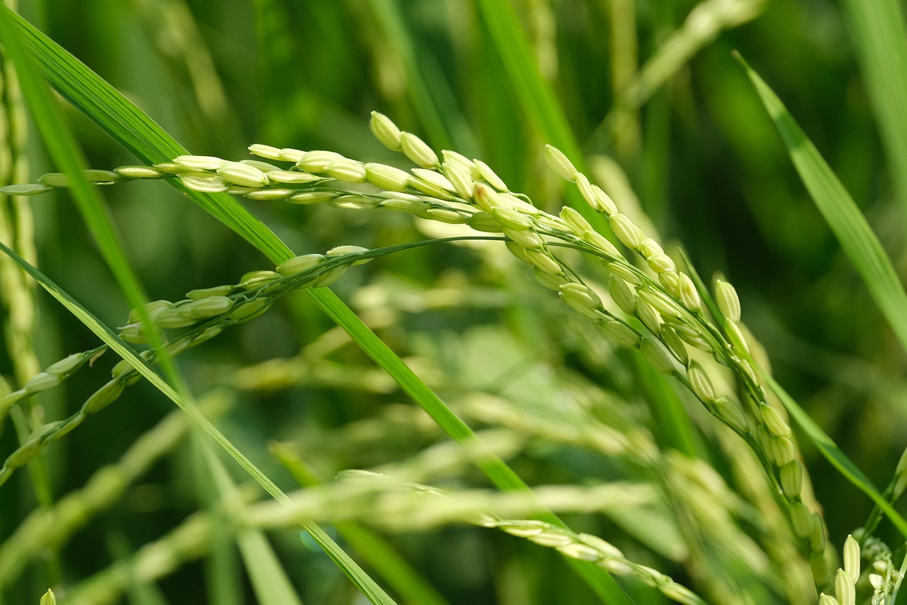 Representative image: paddy grain heap