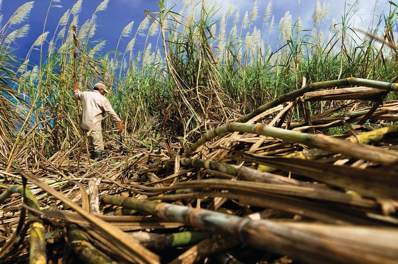 Representative image: sugarcane field harvest