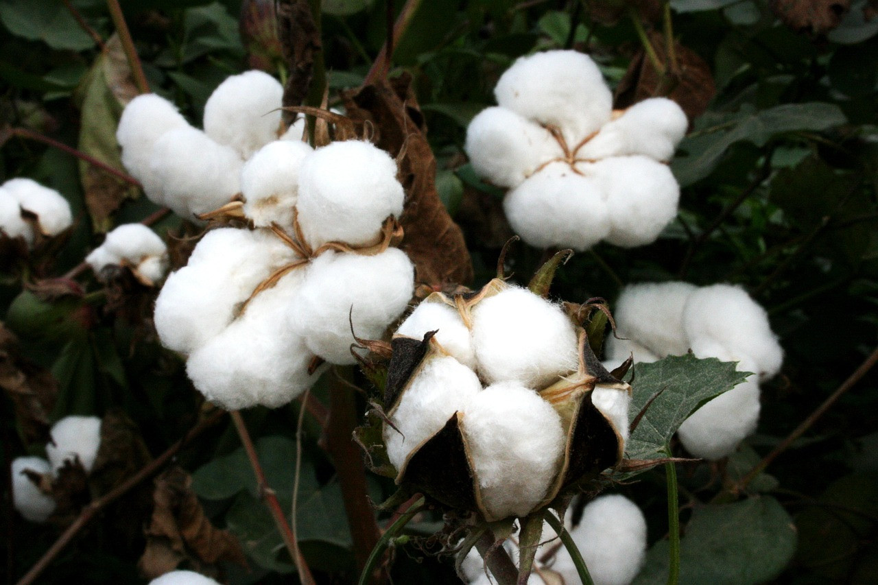 Representative image: cotton bolls field harvest