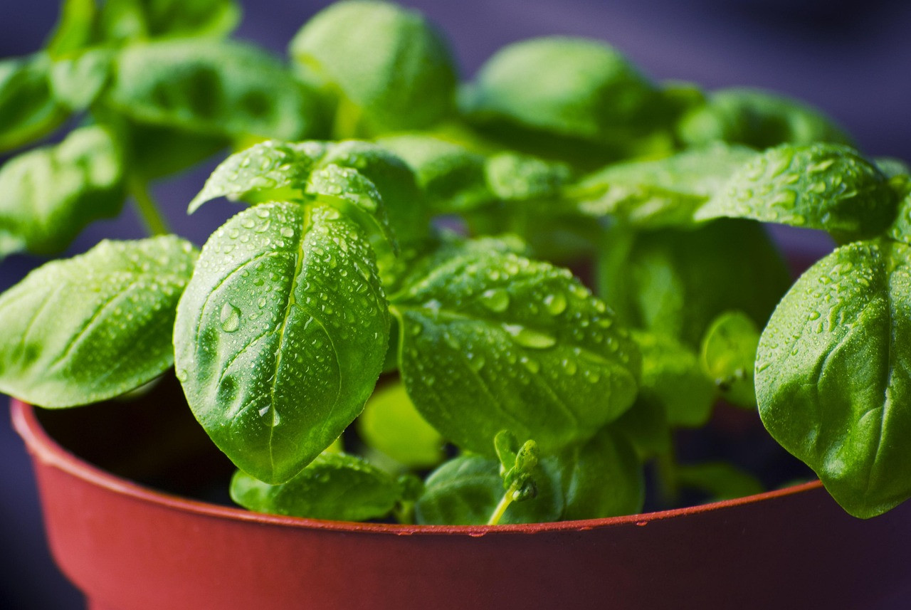 Representative image: holy basil plant pot