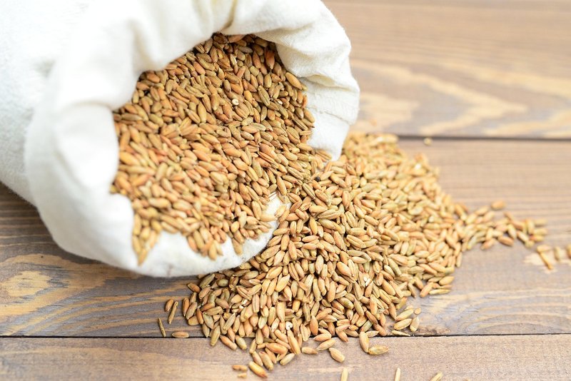 Unseasonal rain soaks unlifted paddy in Tohana, Gohana grain markets