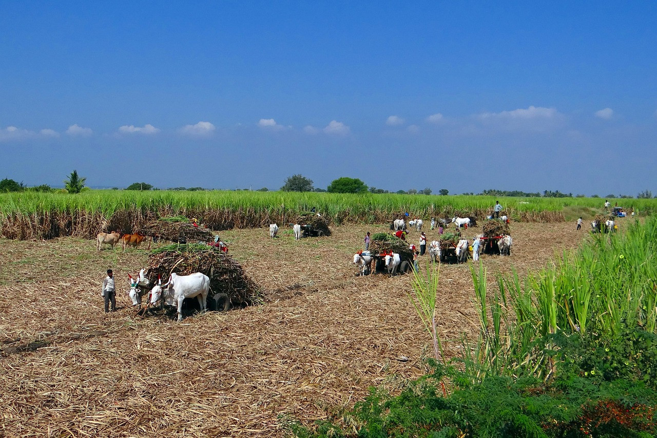 Representative image: sugarcane field harvest