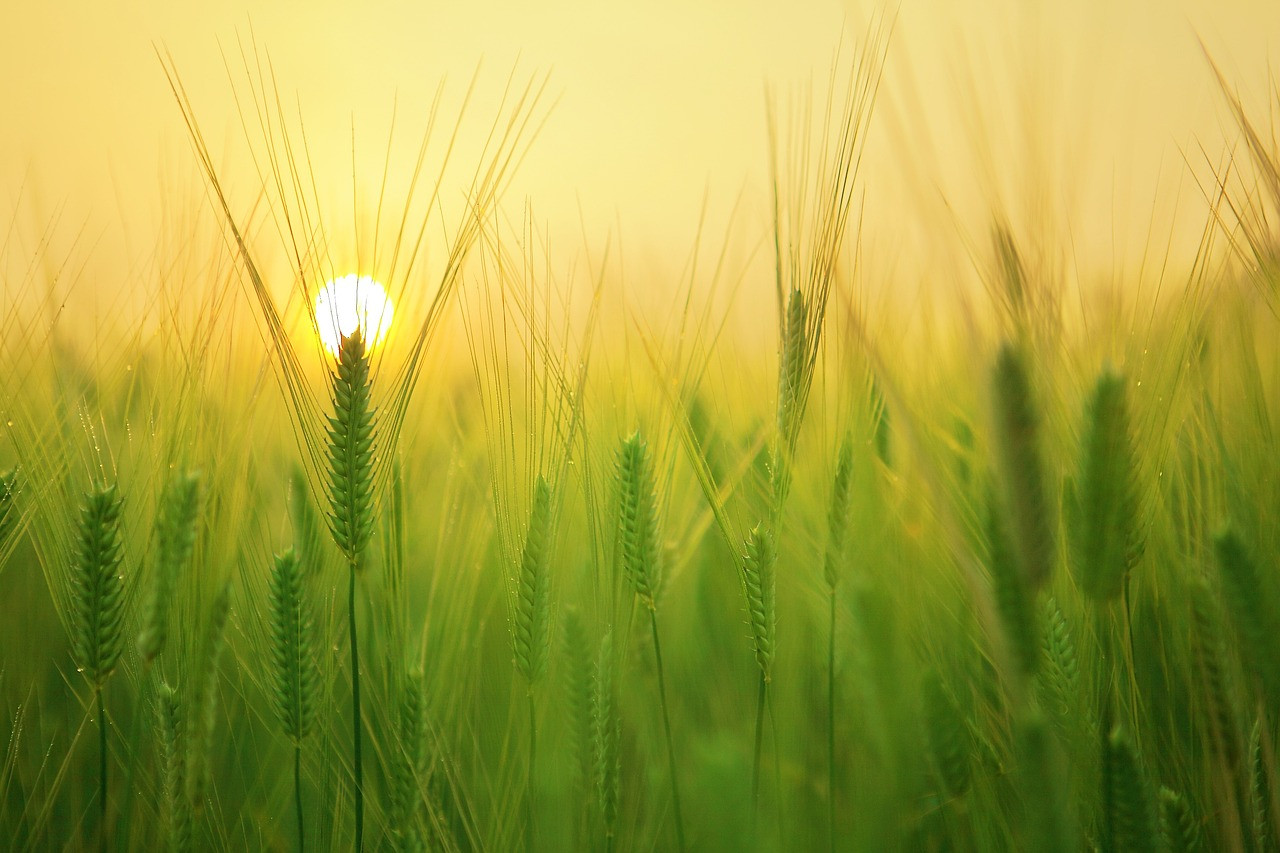 Representative image: agriculture students crop field
