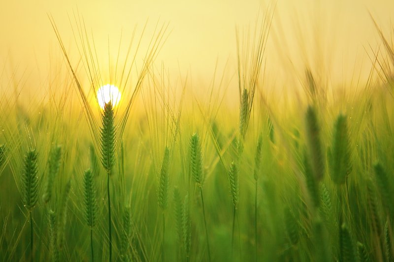 UP doubles farm scholarship seats to 2,820 for farmers' children, Rs 60,000 a year