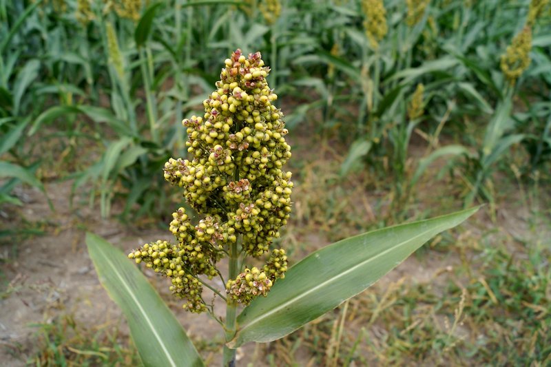 UP to buy bajra, jowar and maize at MSP till December 31; bajra at Rs 2,900