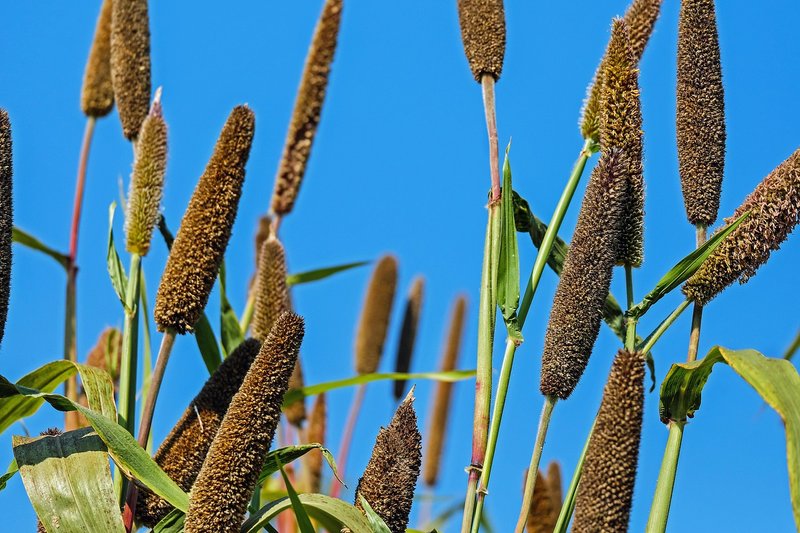 UP to buy bajra, jowar and maize at MSP till December 31; bajra at Rs 2,900