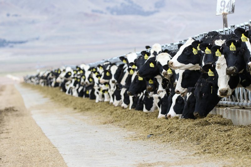 US reopens Columbus border port to Mexican cattle under screwworm checks